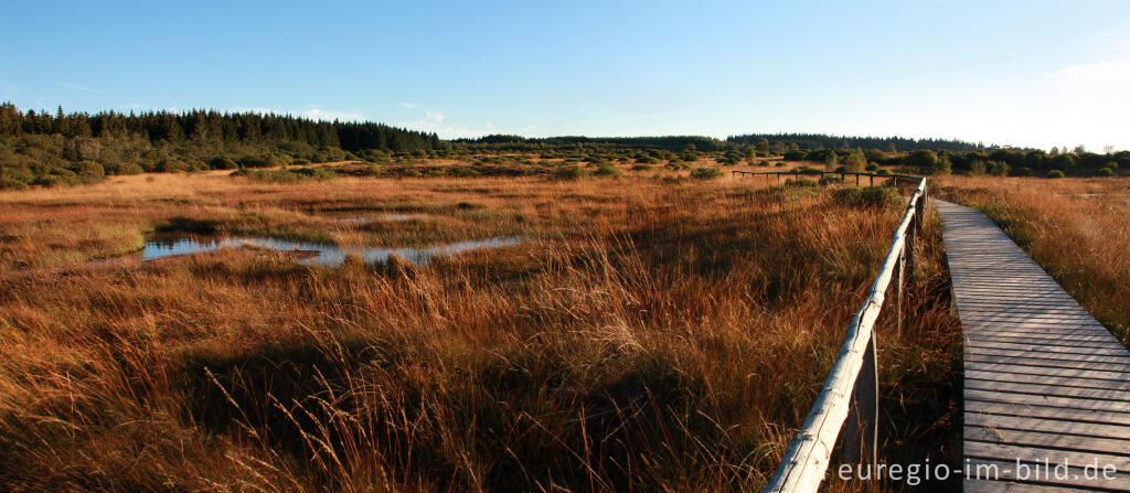 Herbst im Hohen Venn, Region Brackvenn