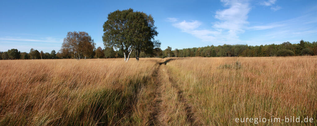 Herbst im Hohen Venn, Region Kutenhart