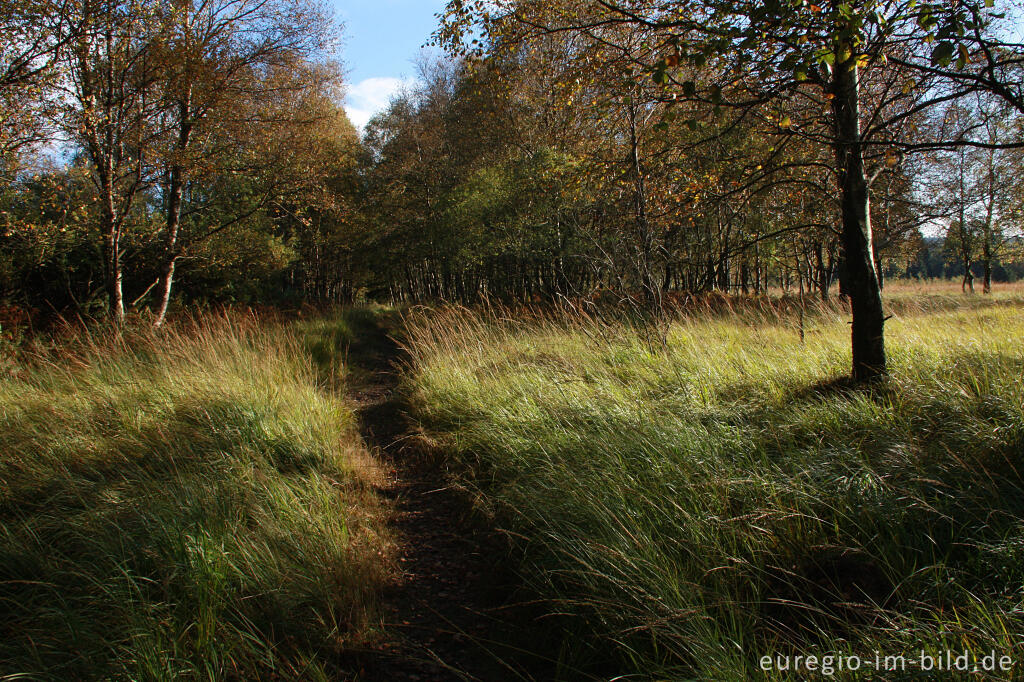 Detailansicht von Herbst im Hohen Venn, Region Kutenhart 