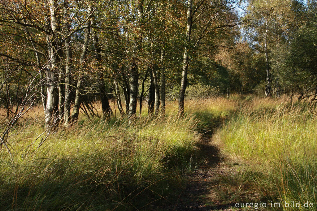 Herbst im Hohen Venn, Region Kutenhart 