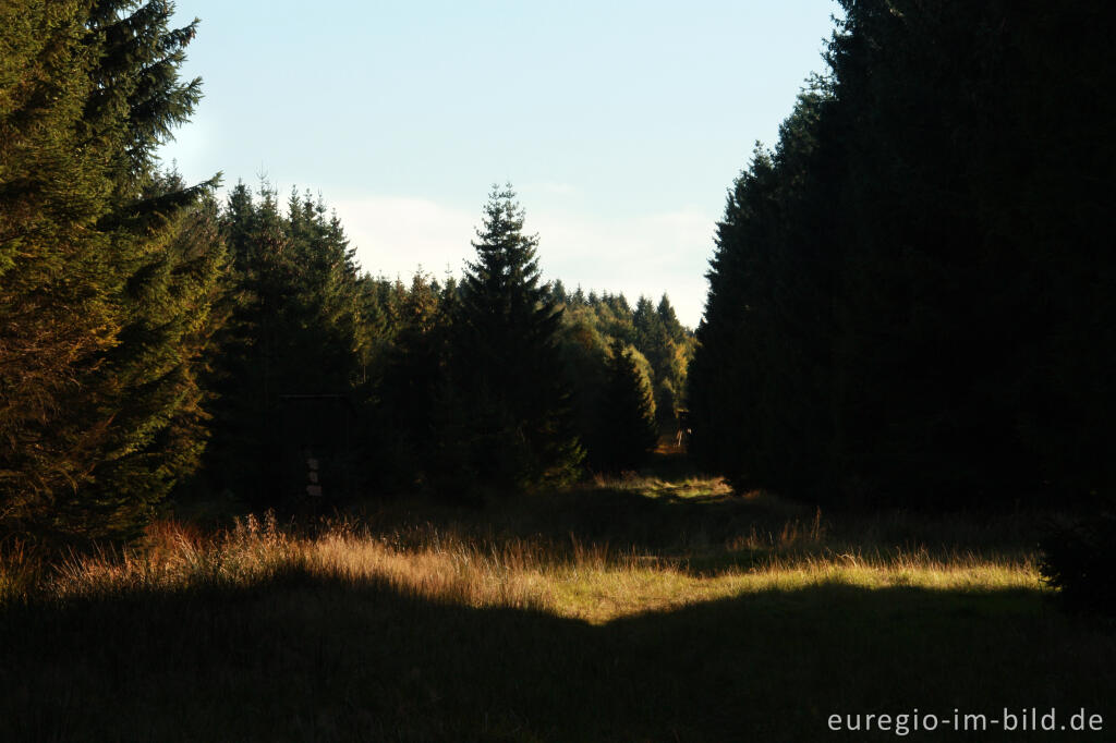 Detailansicht von Herbst im Hohen Venn, Region Kutenhart 