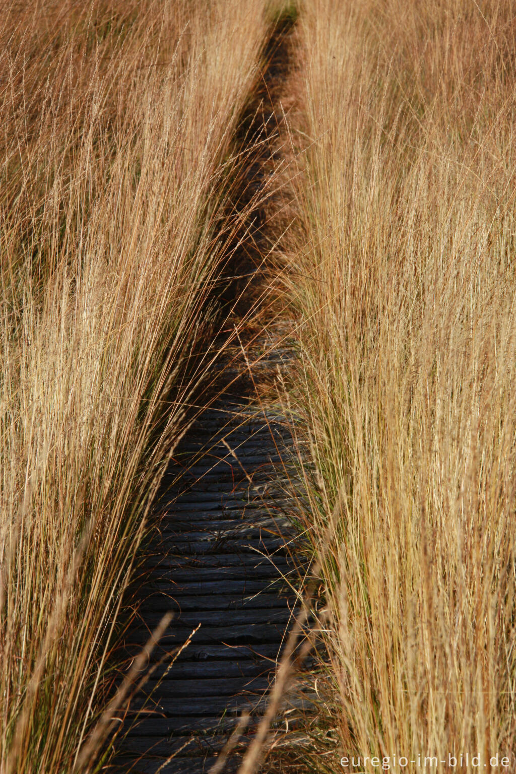 Detailansicht von Herbst im Hohen Venn, Region Kutenhart 