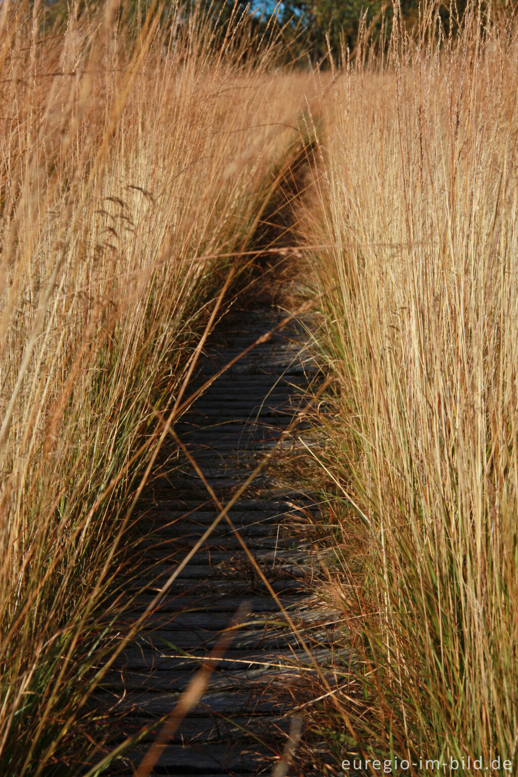 Detailansicht von Herbst im Hohen Venn, Region Kutenhart 