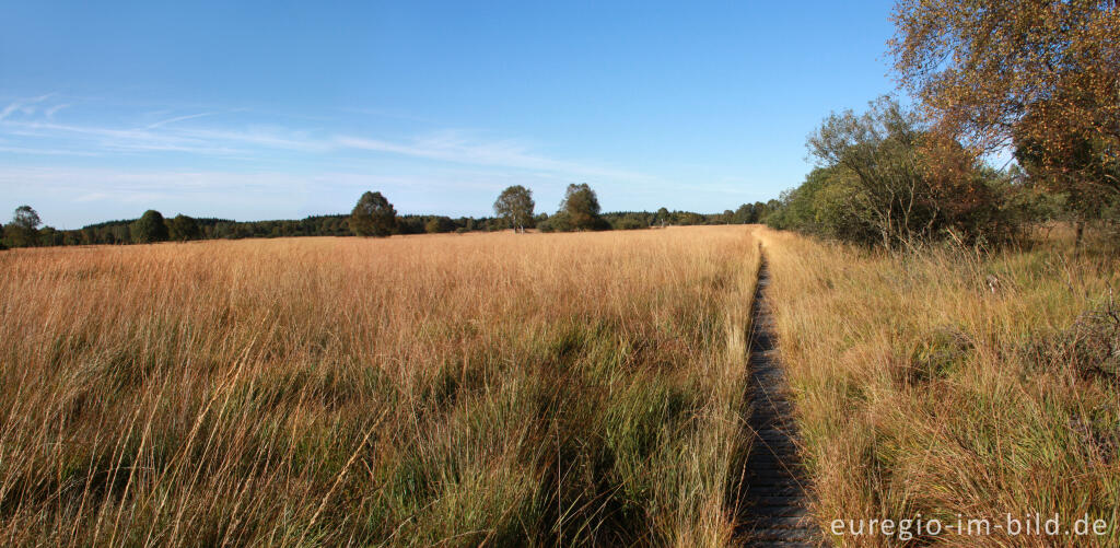 Detailansicht von Herbst im Hohen Venn, Region Kutenhart 