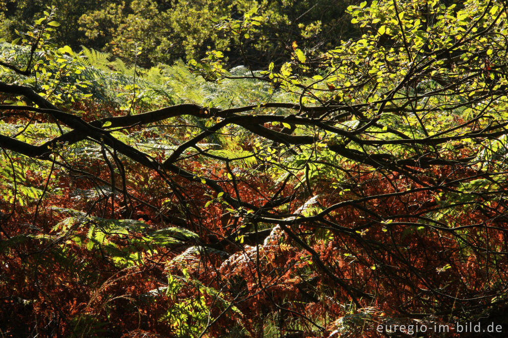 Herbst im Hohen Venn, Region Kutenhart 