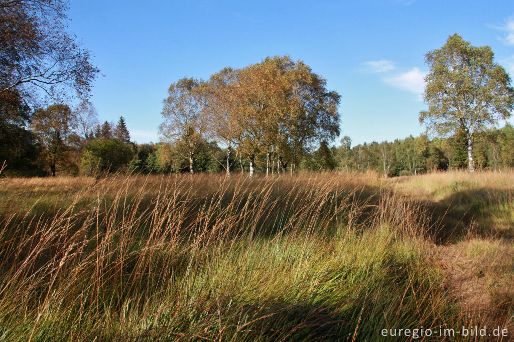 Herbst im Hohen Venn, Region Kutenhart 