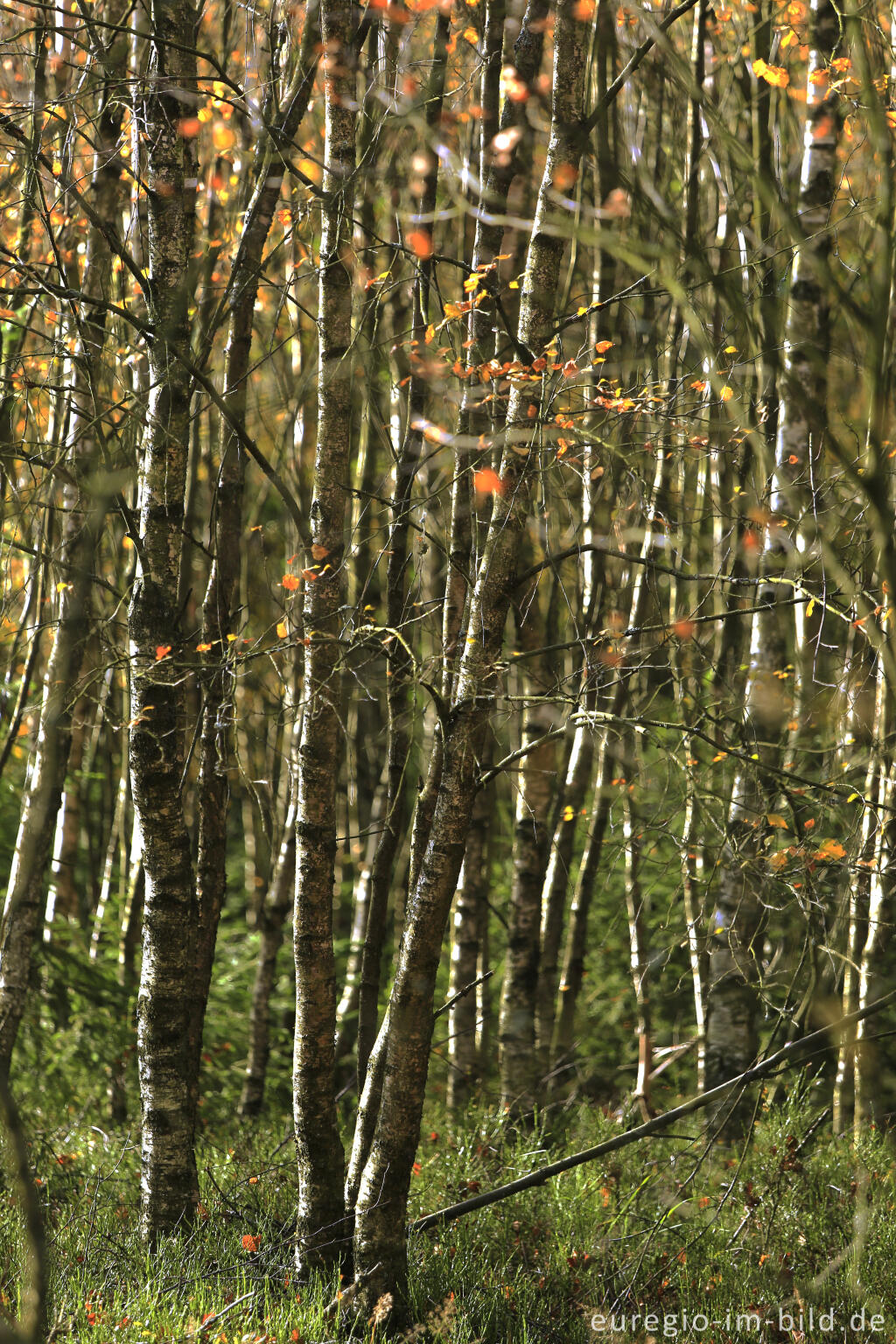 Detailansicht von Herbst im Polleur-Venn