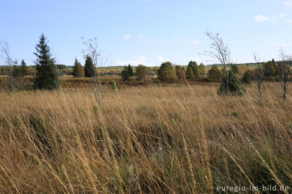 Detailansicht von Herbst im Polleur-Venn