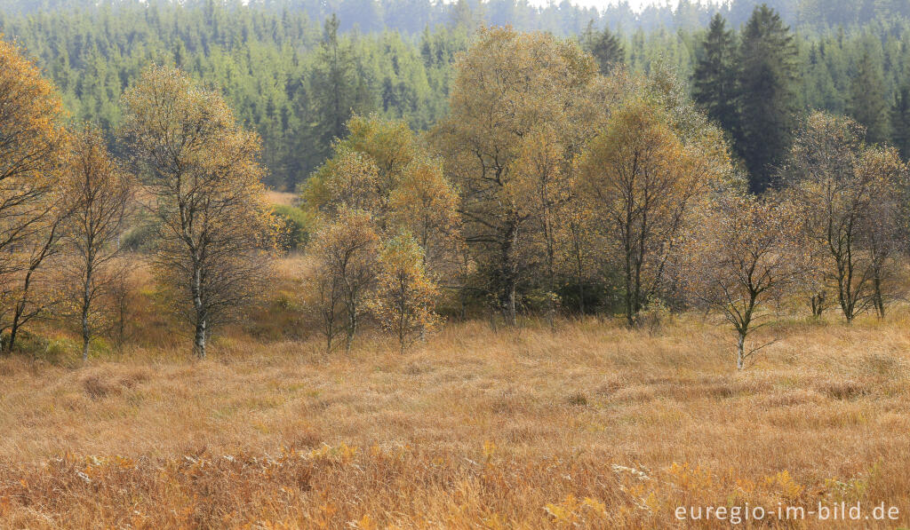 Detailansicht von Herbst im Polleur-Venn