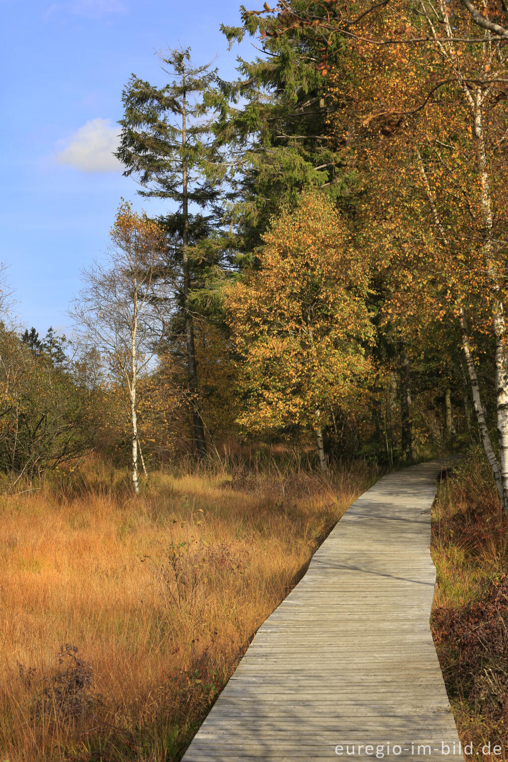 Detailansicht von Herbst im Polleur-Venn