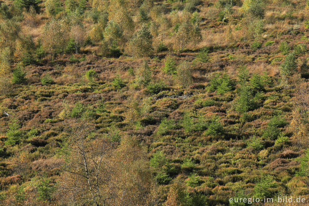 Detailansicht von Herbst im Polleur-Venn