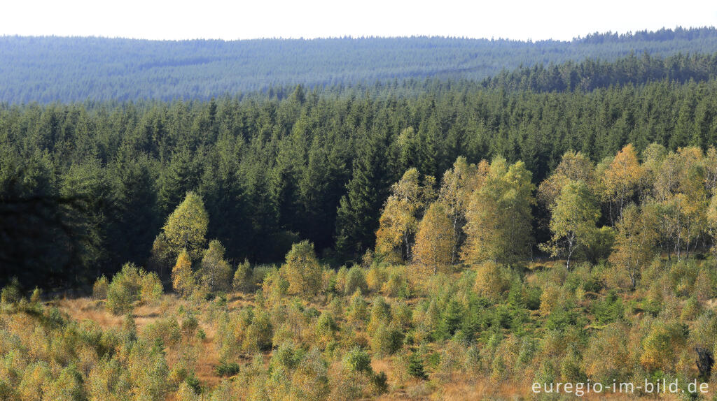 Detailansicht von Herbst im Polleur-Venn