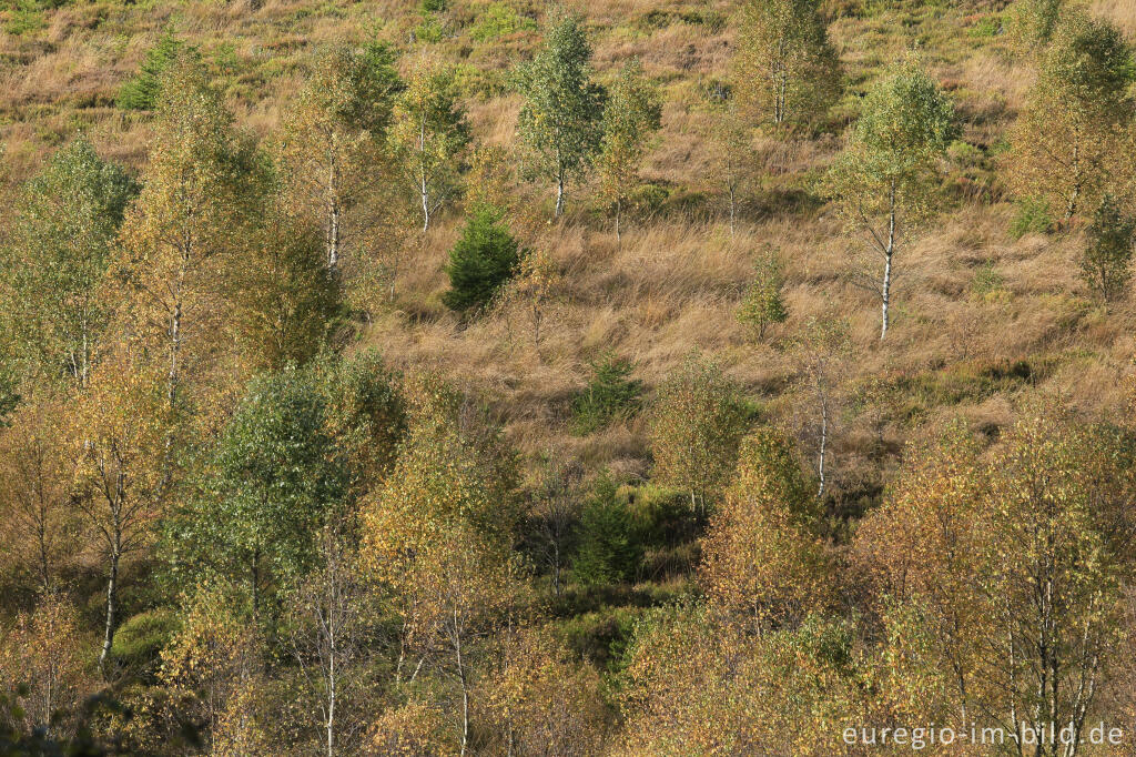 Detailansicht von Herbst im Polleur-Venn