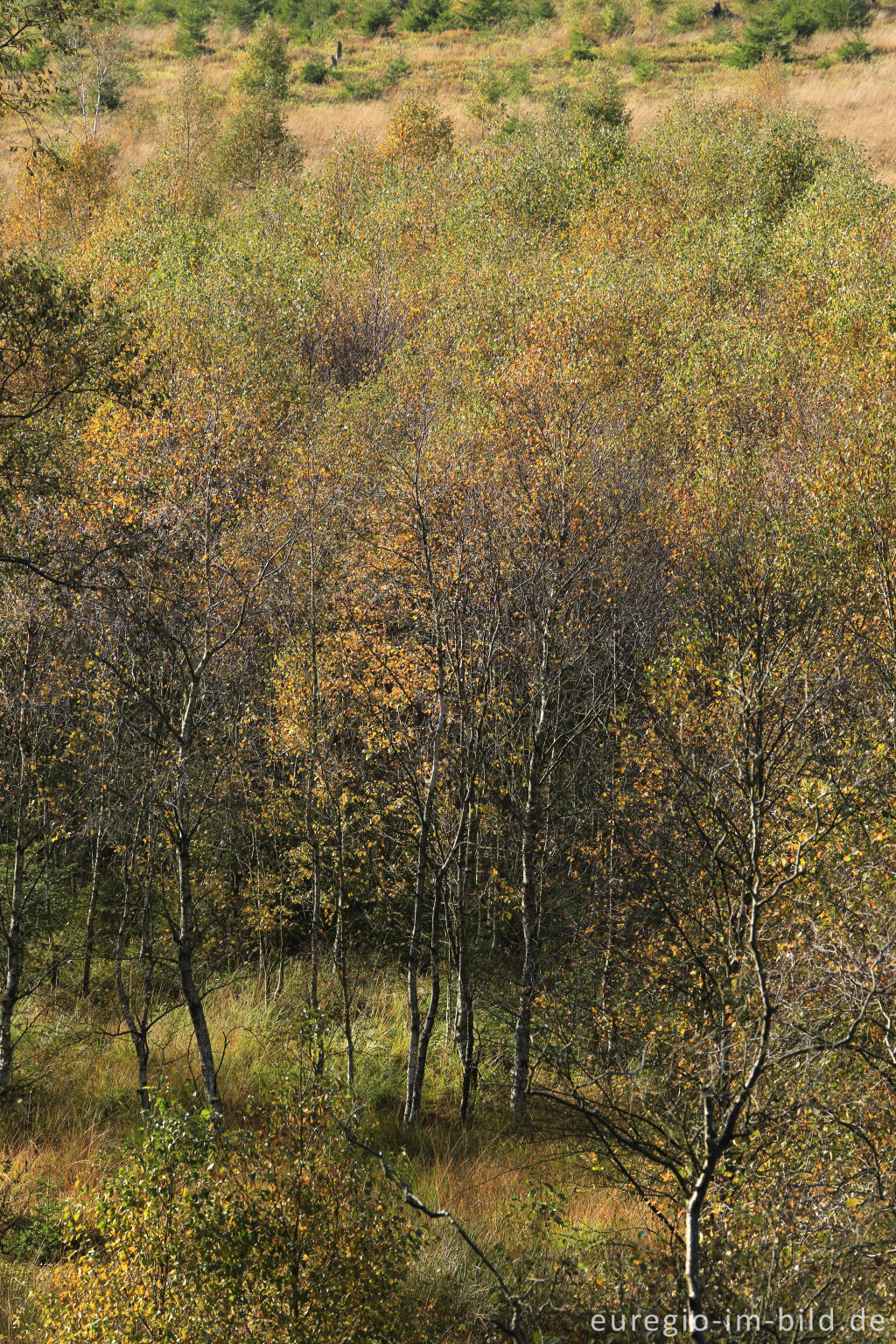 Detailansicht von Herbst im Polleur-Venn