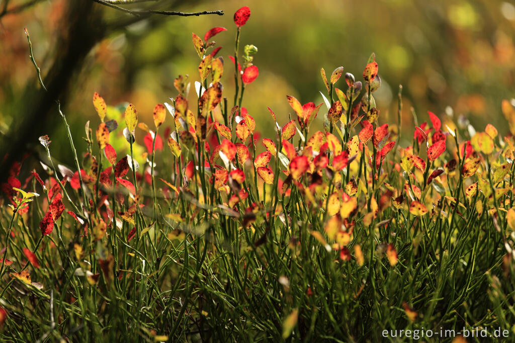 Detailansicht von Herbst im Polleur-Venn