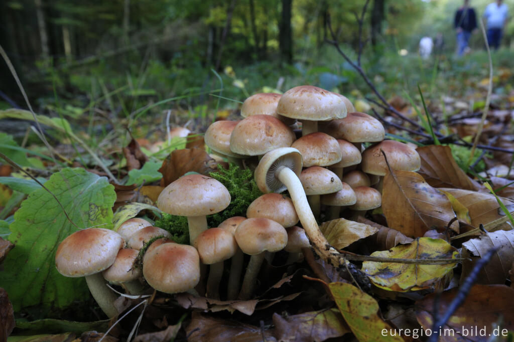 Detailansicht von Herbst im Polleur-Venn