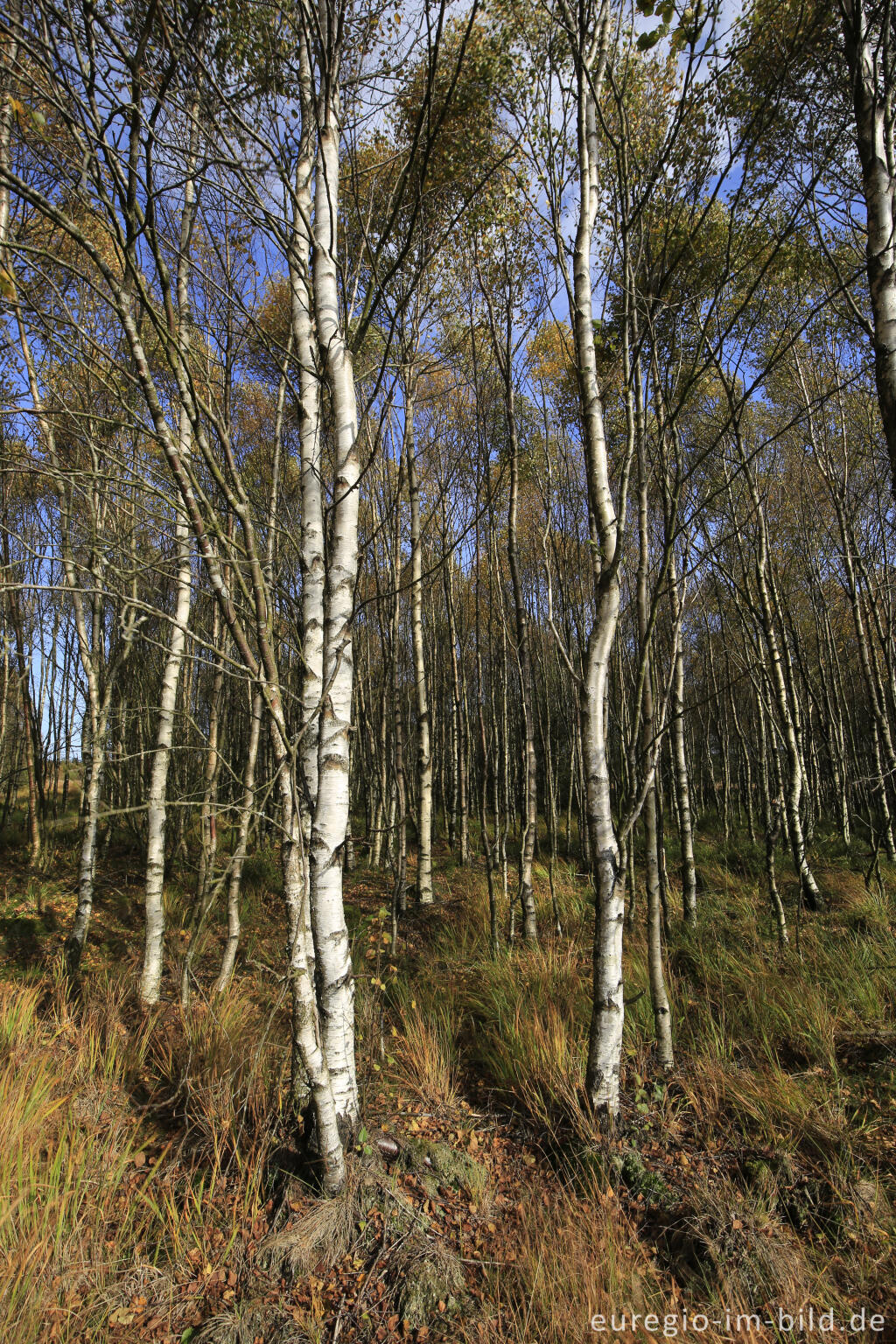 Detailansicht von Herbst im Polleur-Venn