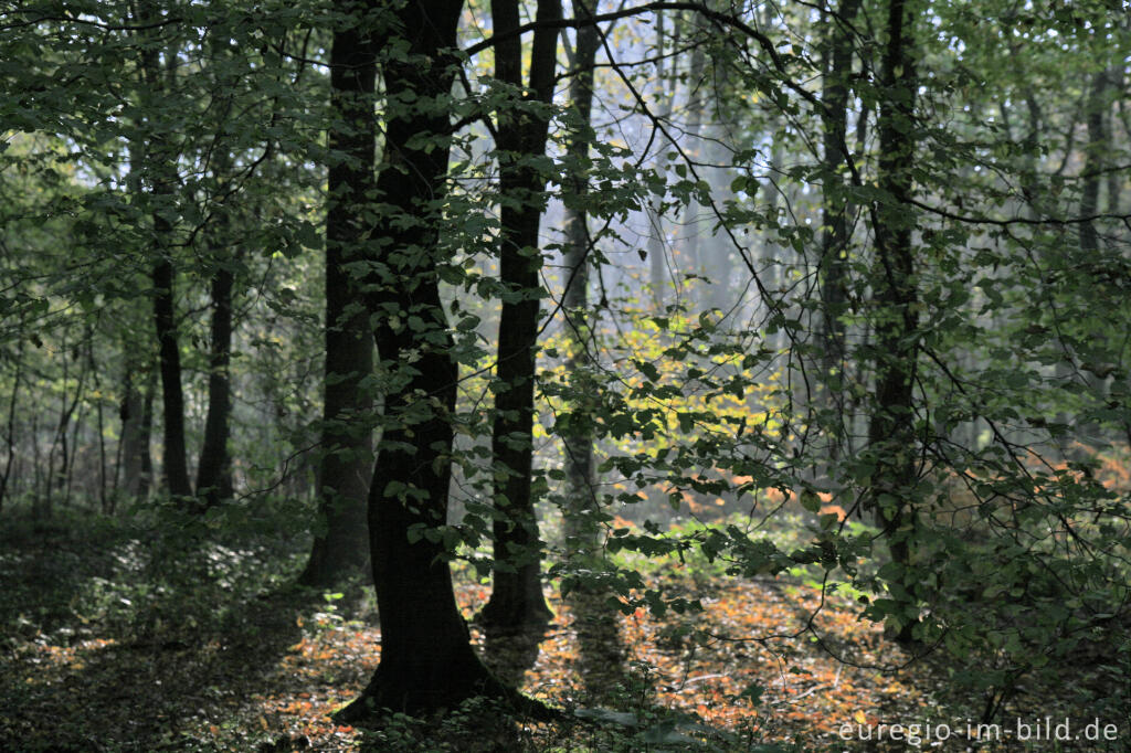 Detailansicht von Herbst im Vijlenerbos