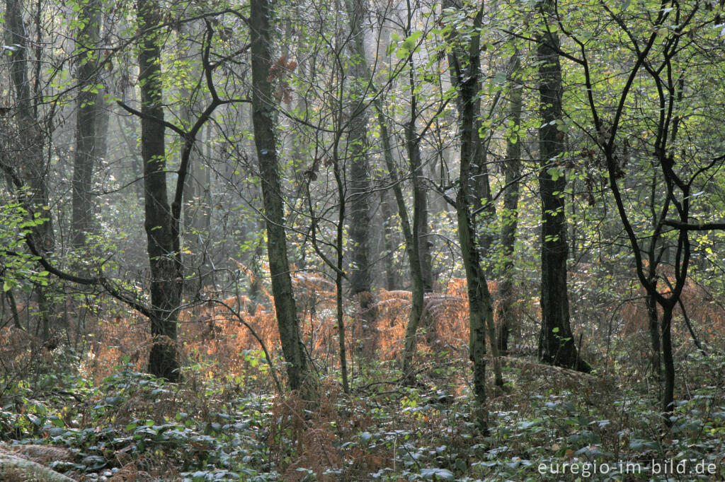 Detailansicht von Herbst im Vijlenerbos