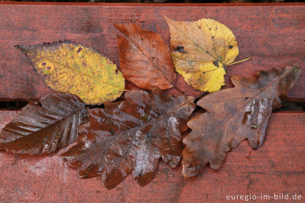 Detailansicht von Herbstlaub