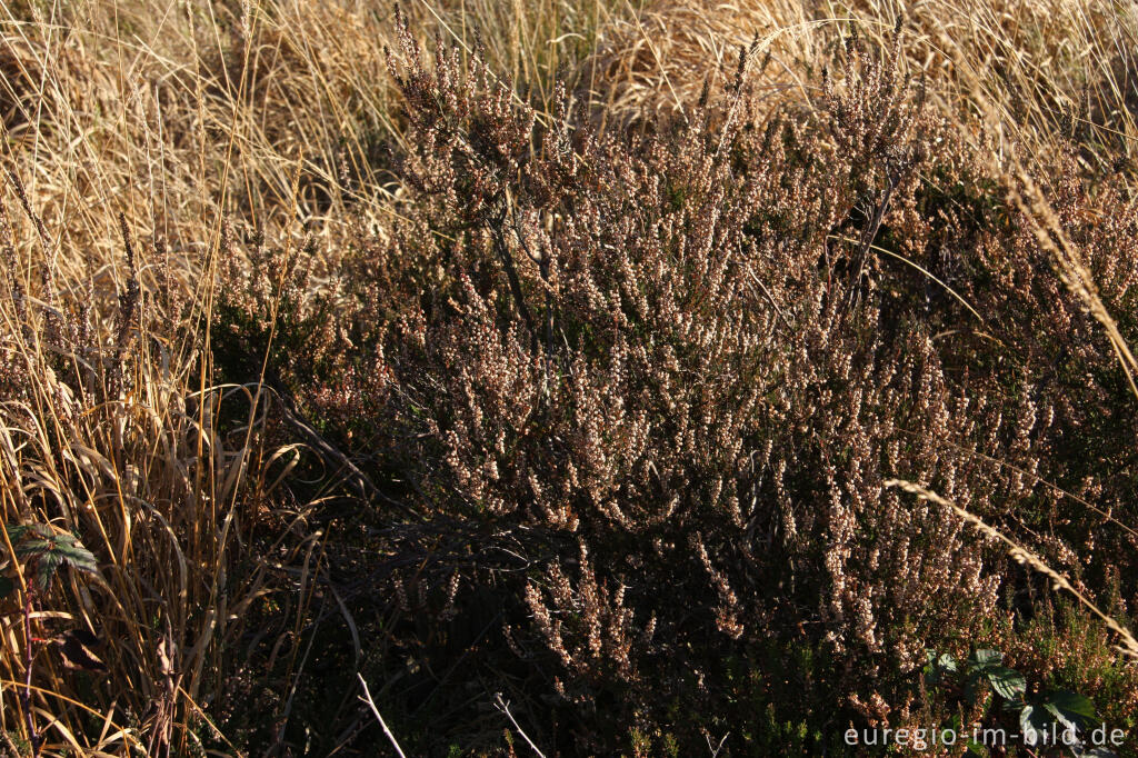 Detailansicht von Herbstliche Besenheide, Calluna vulgaris,Todtenbruch bei Hürtgenwald