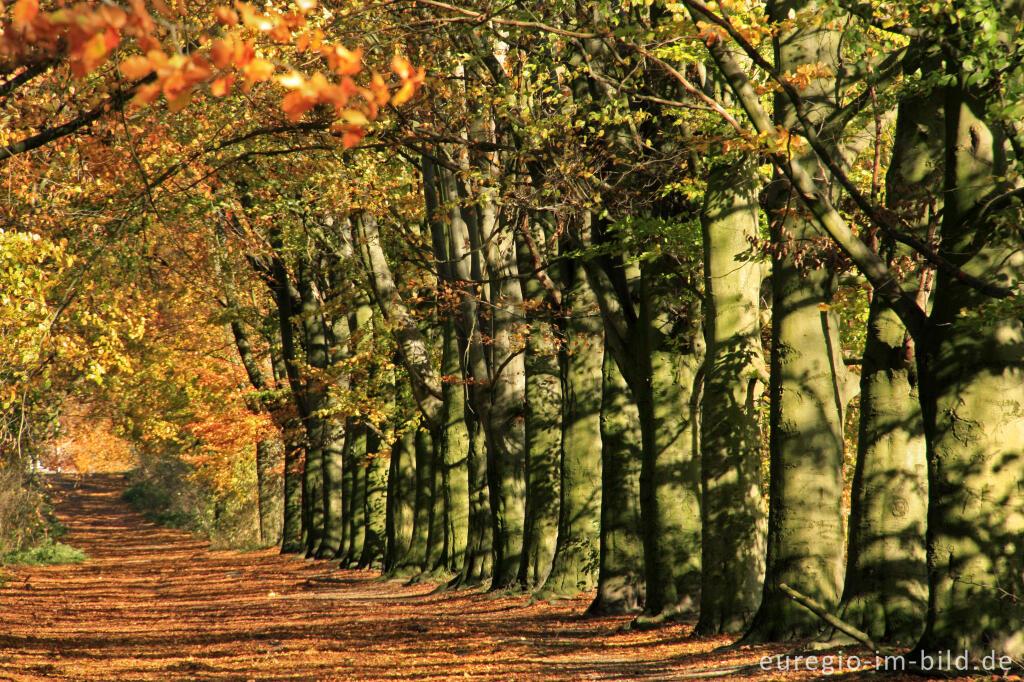 Detailansicht von Herbstliche Buchenallee, der Riehagervoetpad bei Gulpen