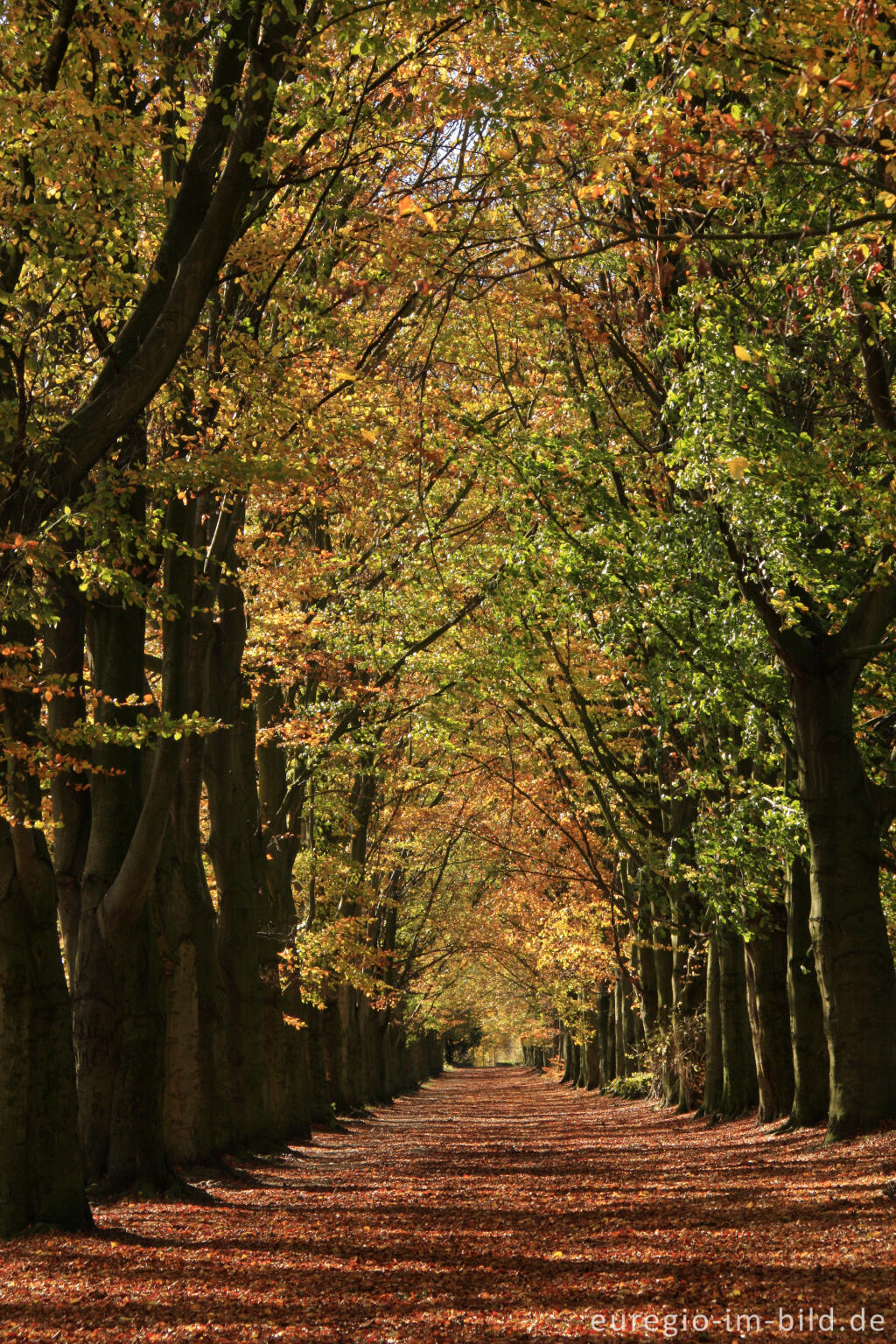 Detailansicht von Herbstliche Buchenallee, der Riehagervoetpad bei Gulpen