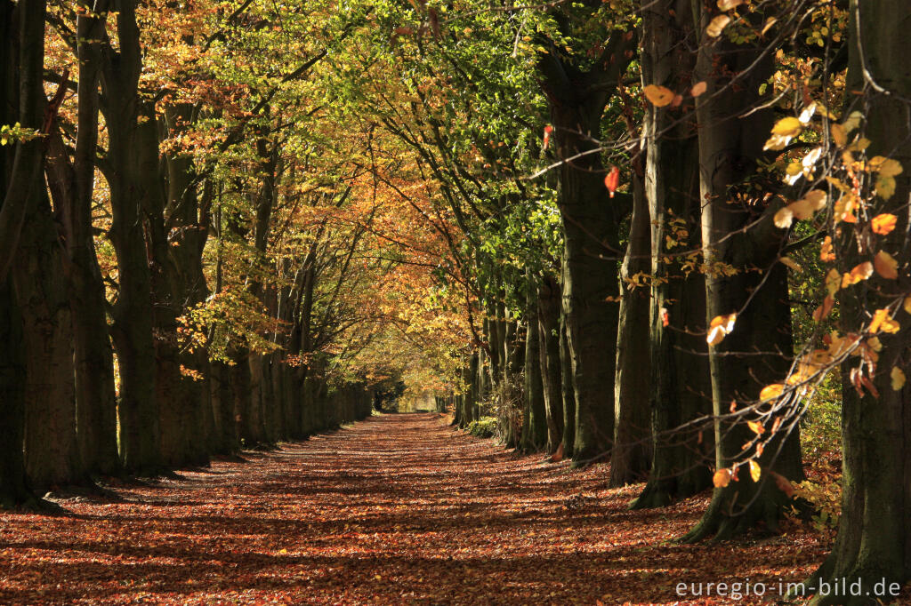 Detailansicht von Herbstliche Buchenallee, der Riehagervoetpad bei Gulpen