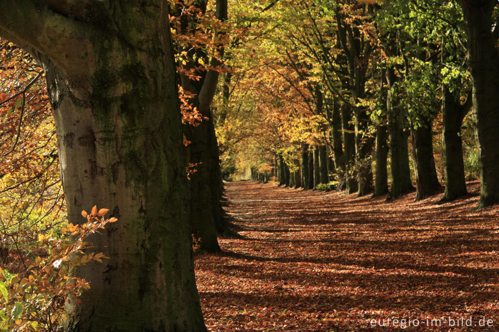 Detailansicht von Herbstliche Buchenallee, der Riehagervoetpad bei Gulpen