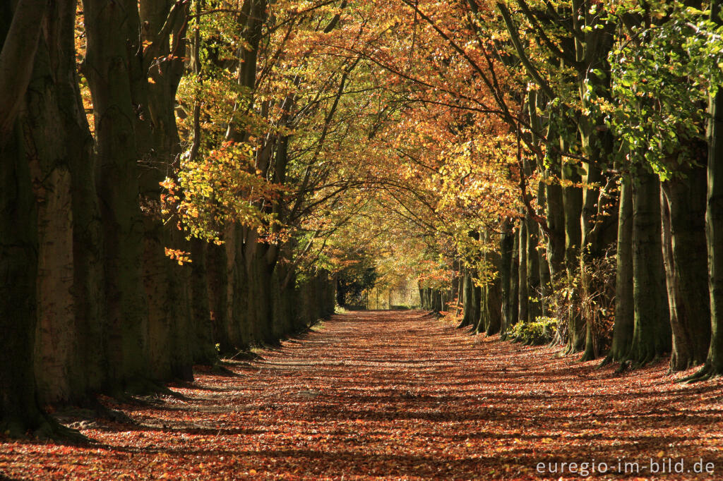 Detailansicht von Herbstliche Buchenallee, der Riehagervoetpad bei Gulpen