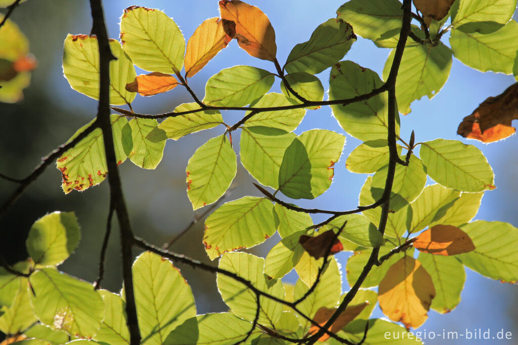 Detailansicht von Herbstliche Buchenblätter