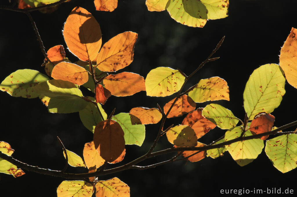 Detailansicht von Herbstliche Buchenblätter