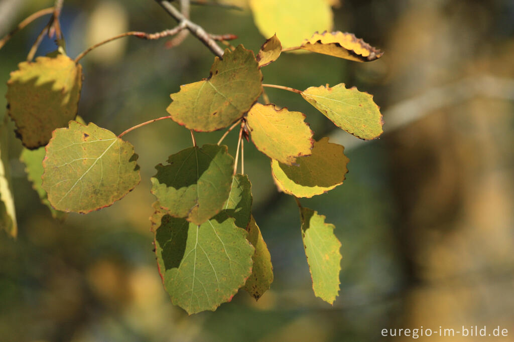 Detailansicht von Herbstliche Espe oder Zitterpappel