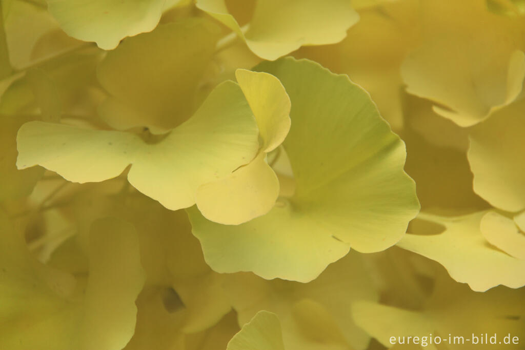 Detailansicht von Herbstliche Ginkgo-Blätter