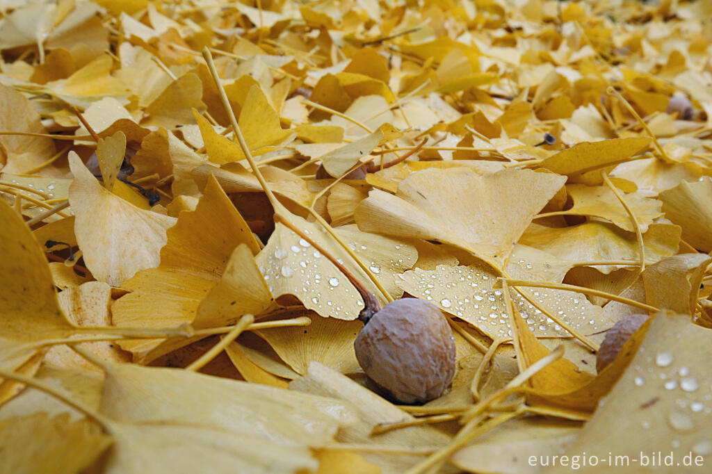 Detailansicht von Herbstliche Ginkgobätter mit Ginkgopflaume