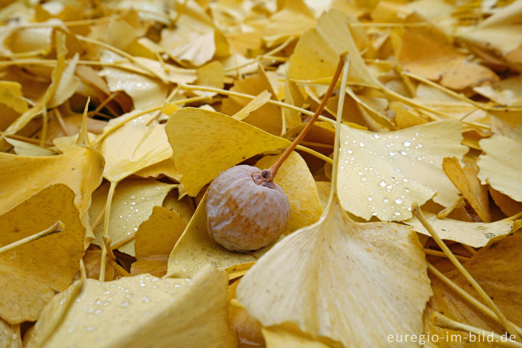 Detailansicht von Herbstliche Ginkgobätter mit Ginkgopflaume