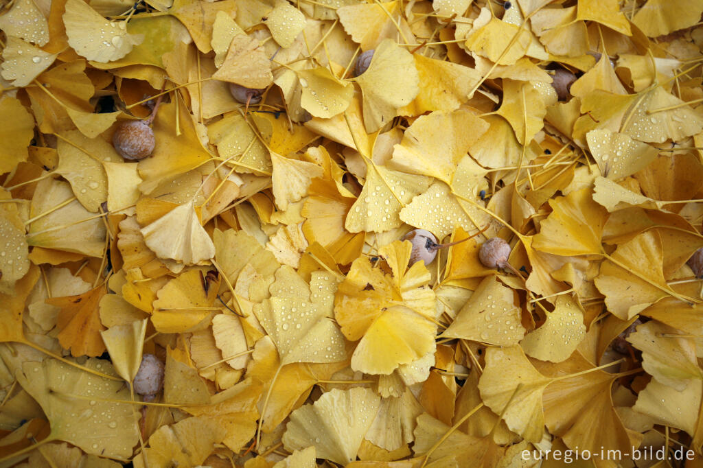 Detailansicht von Herbstliche Ginkgobätter mit Ginkgopflaume