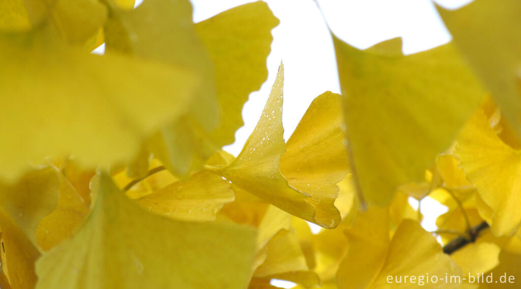 Detailansicht von Herbstliche Ginkgoblätter