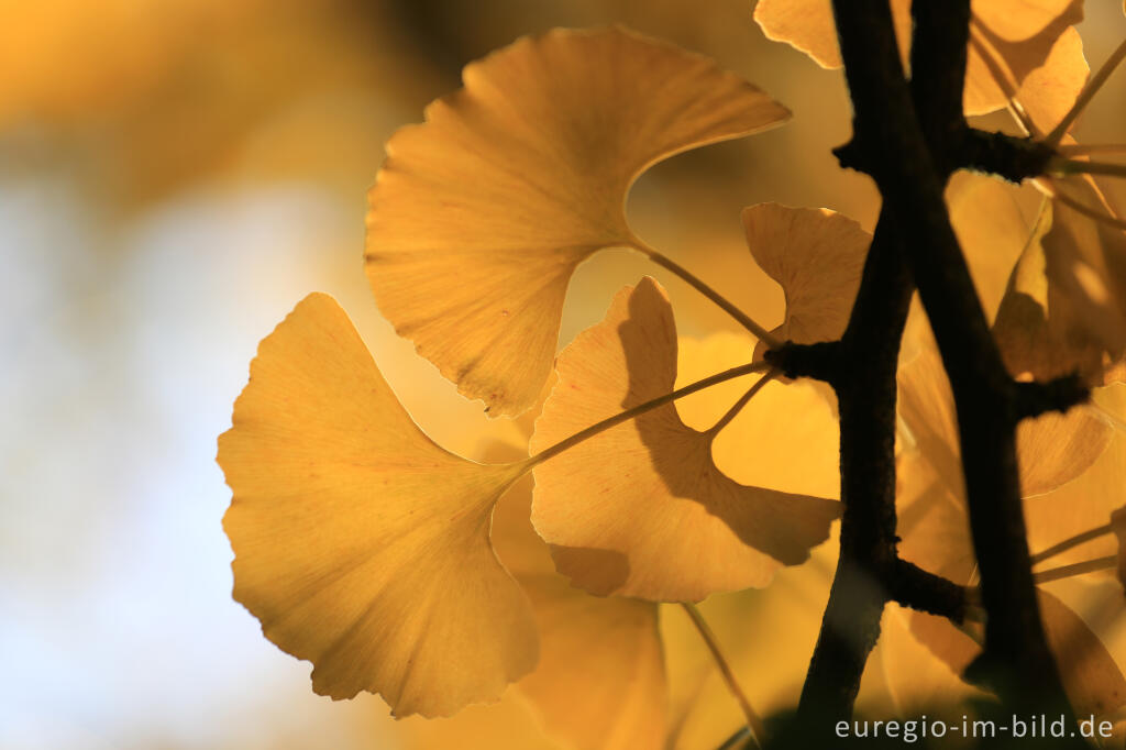 Detailansicht von Herbstliche Ginkgoblätter