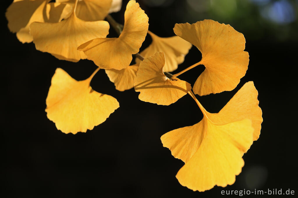 Detailansicht von Herbstliche Ginkgoblätter