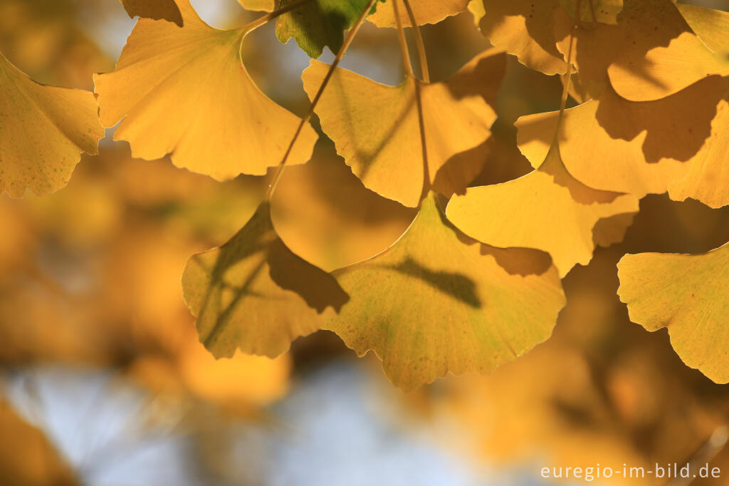 Detailansicht von Herbstliche Ginkgoblätter