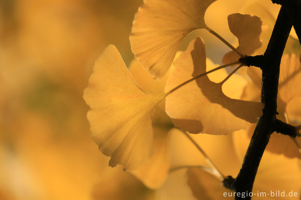 Detailansicht von Herbstliche Ginkgoblätter