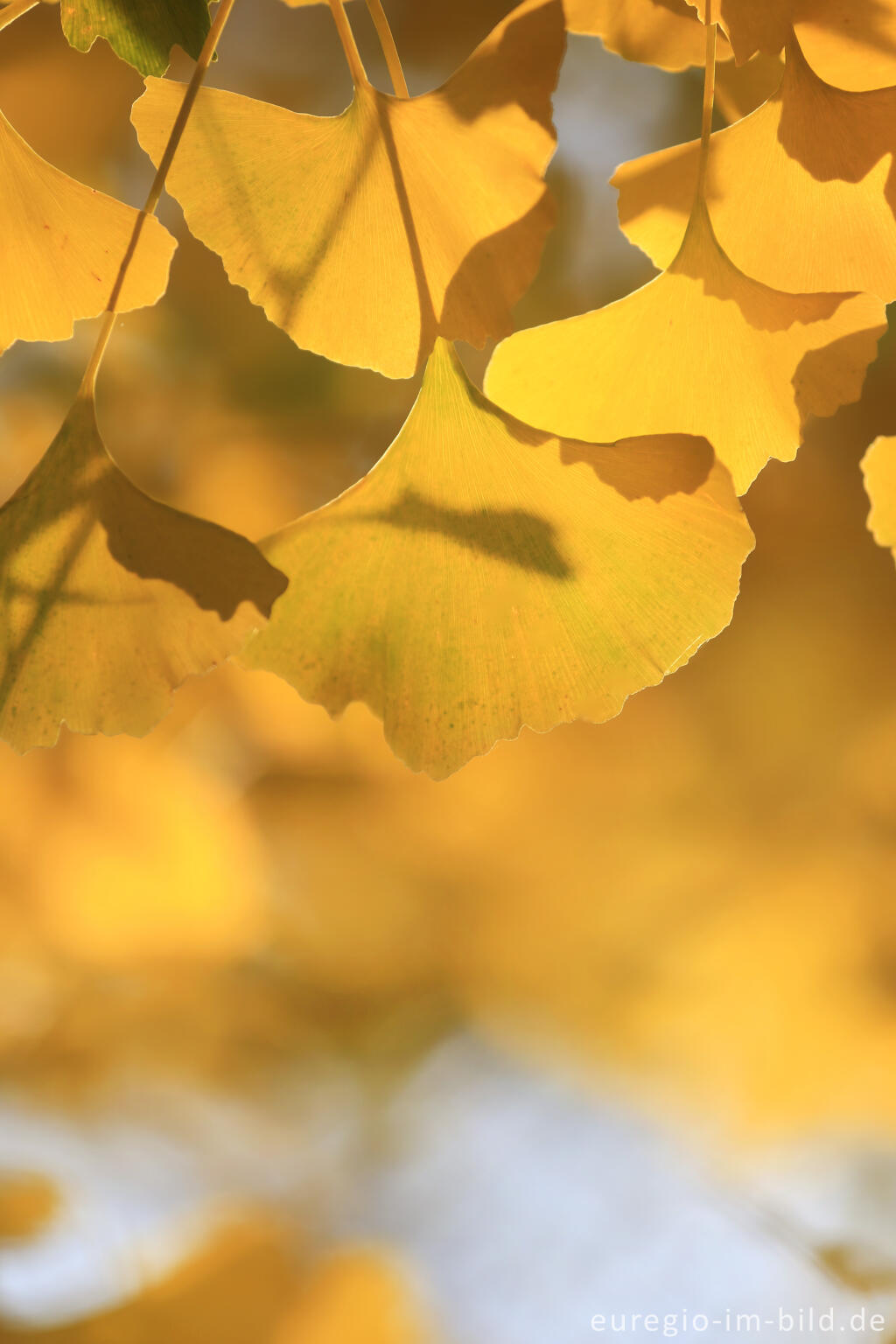 Detailansicht von Herbstliche Ginkgoblätter