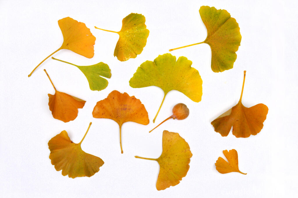 Detailansicht von Herbstliche Ginkoblätter mit Ginko-Frucht