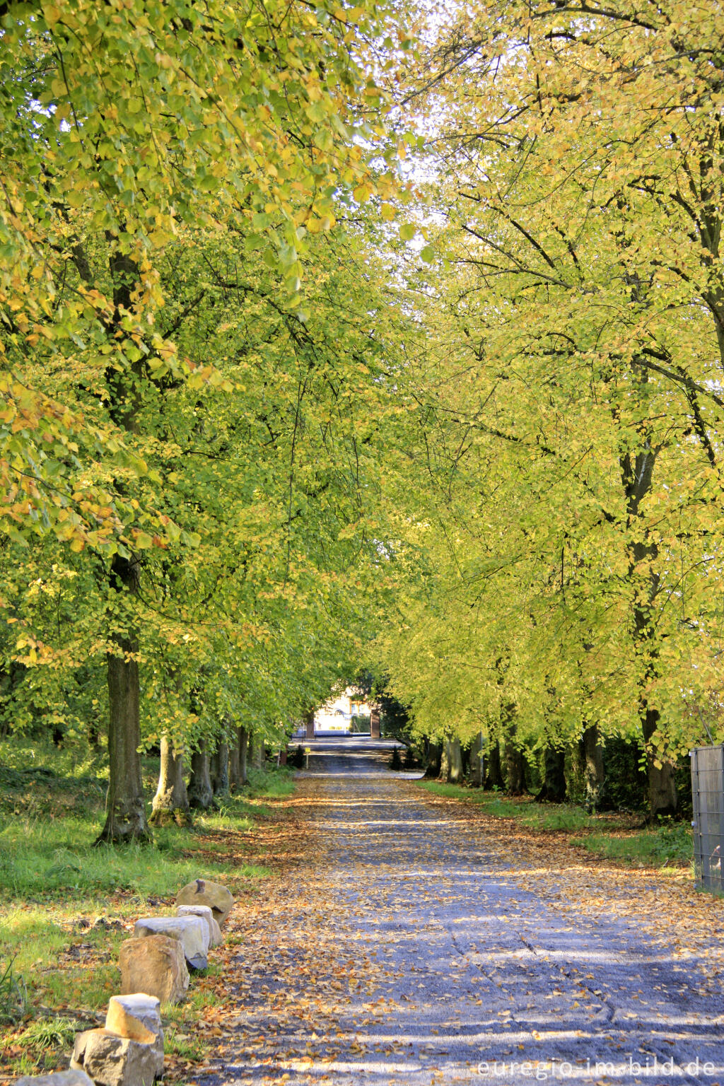 Detailansicht von Herbstliche Lindenallee im Müschpark, Aachen