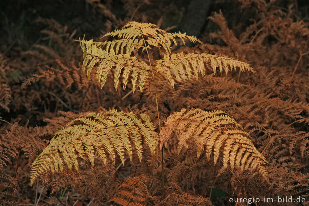 Detailansicht von Herbstlicher Adlerfarn, Pteridium aquilinum, Nordeifel