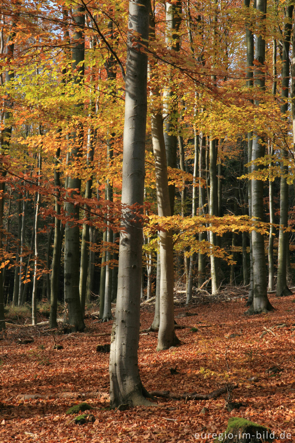 Detailansicht von Herbstlicher Buchenwald bei der Dreilägerbachtalsperre