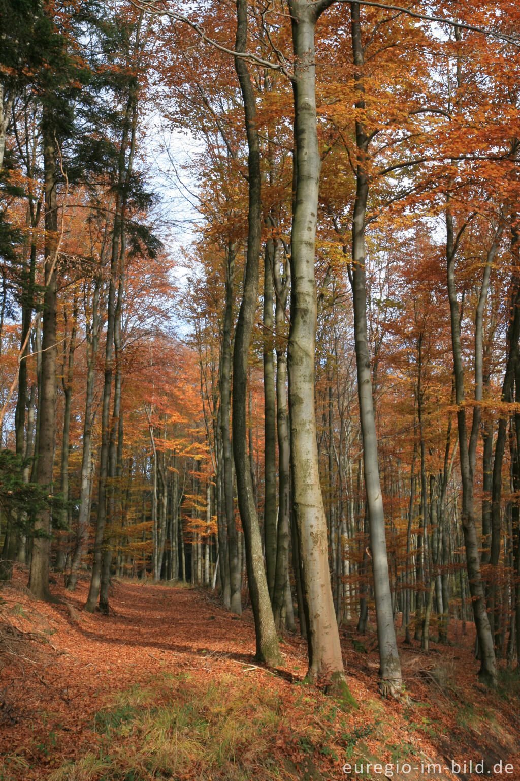 Detailansicht von Herbstlicher Buchenwald bei der Dreilägerbachtalsperre