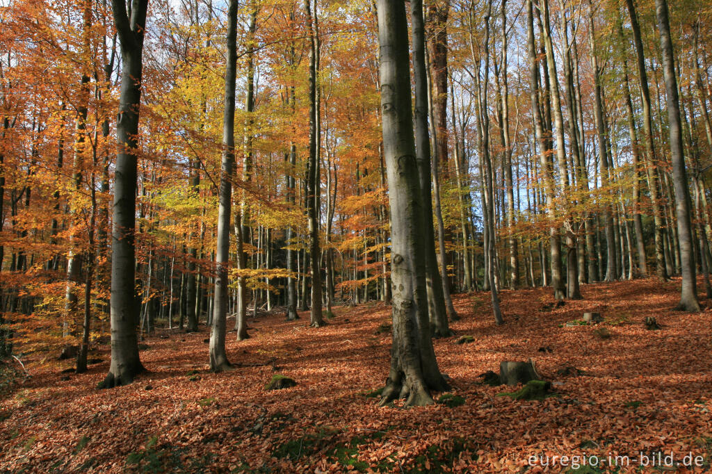 Detailansicht von Herbstlicher Buchenwald bei der Dreilägerbachtalsperre