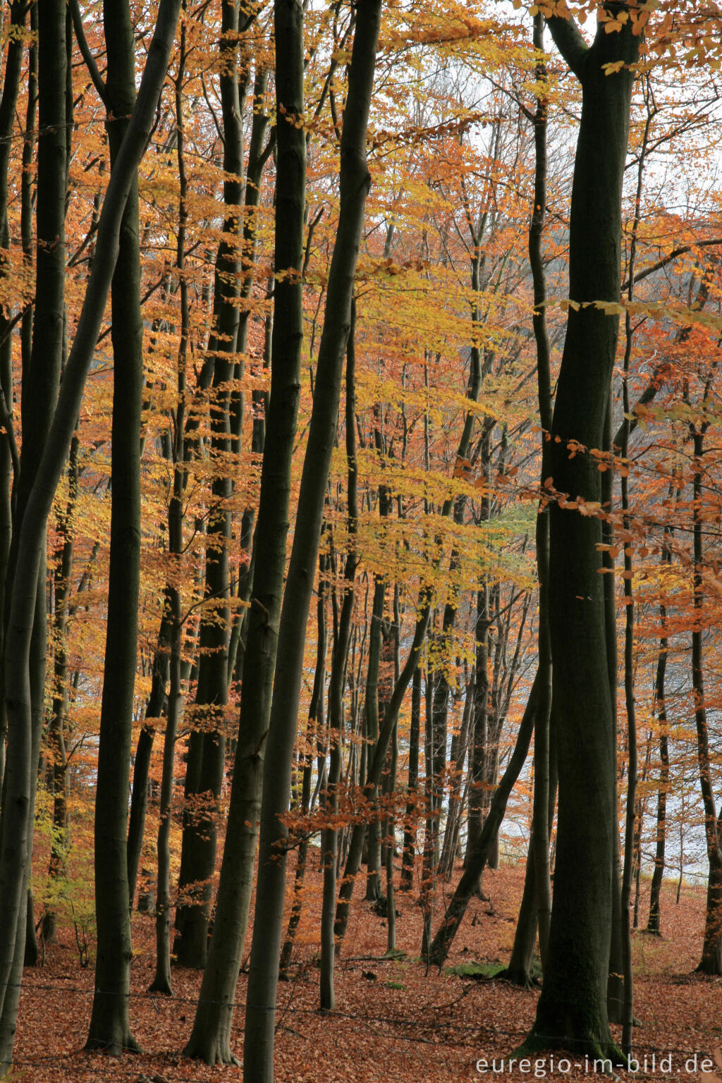 Detailansicht von Herbstlicher Buchenwald bei der Dreilägerbachtalsperre